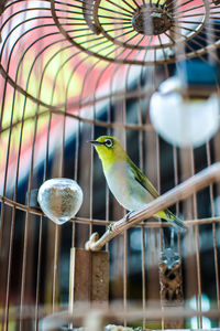 Close-up of bird perching on feeder