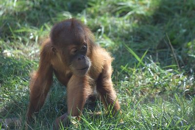 Monkey in a field