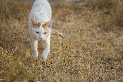 Portrait of a cat on field