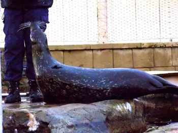 Low section of caretaker with seal at zoo