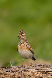 Close-up of a bird