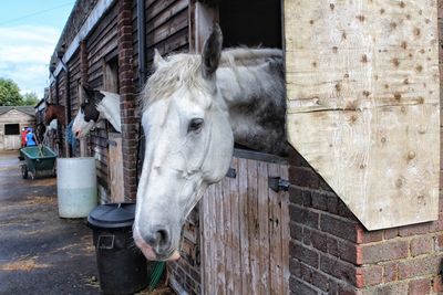 Horses sticking heads out stable window