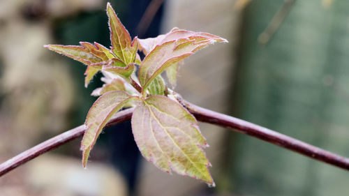 Close-up of maple leaves on plant