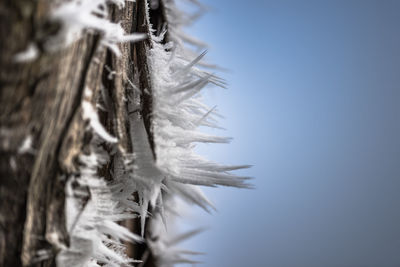 Close-up of frozen tree during winter