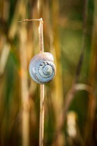 Close-up of snail on plant