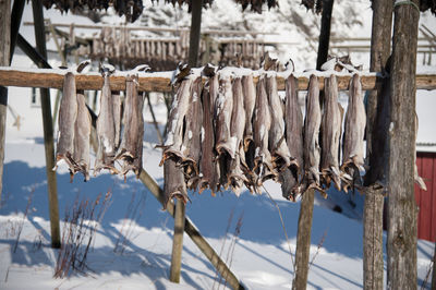 Close-up of fish hanging outdoors