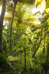 Trees in forest