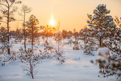 Snow covered plants against sky during sunset