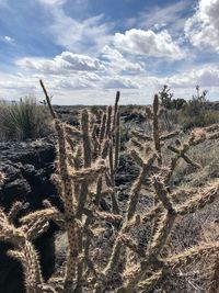 Cactus growing in desert against sky