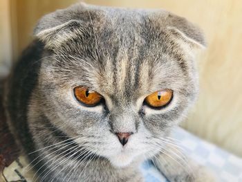 Close-up portrait of a cat