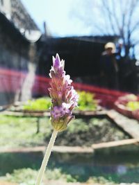 Close-up of pink flowering plant