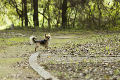 Dog running in a forest