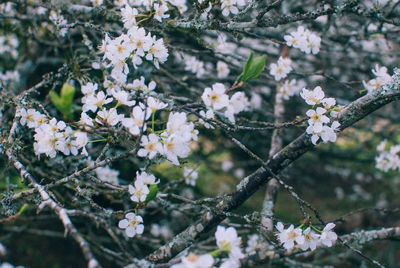 Close-up of white apple blossoms in spring