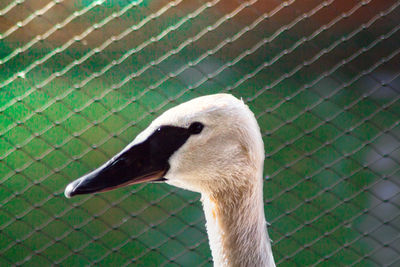 Side view of bird in zoo