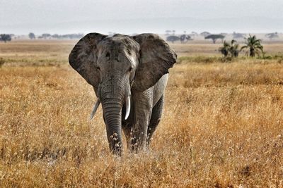 Elephant standing in the savannah