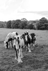 Cows grazing on grassy field