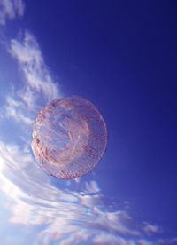 Close-up of jellyfish swimming in sea