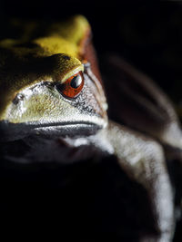 Close-up of frog