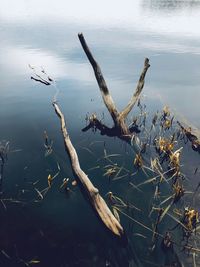 High angle view of driftwood in lake