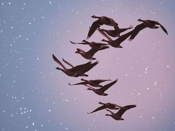 Low angle view of birds flying against sky