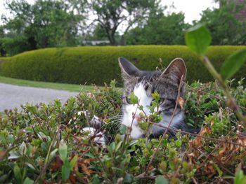 Cat lying on grassy field