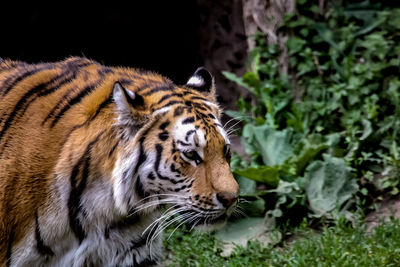 Close-up of a tiger in zoo