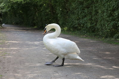 Side view of a bird