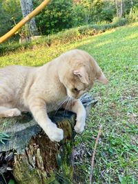 Cat relaxing on field