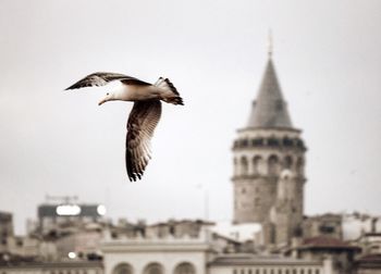 Seagull flying over buildings against clear sky