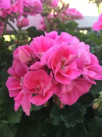 Close-up of pink flowers blooming outdoors