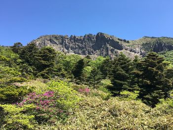 Plants growing on land against sky