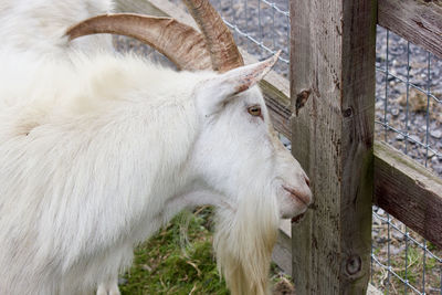 White goat  in a pen