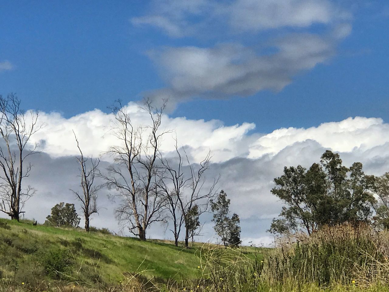 sky, cloud - sky, plant, tree, tranquility, tranquil scene, beauty in nature, environment, scenics - nature, landscape, land, grass, field, day, no people, nature, non-urban scene, growth, outdoors, sunlight