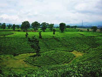 Scenic view of agricultural field against sky