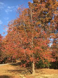 Multi colored trees against sky during autumn