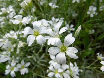 Close-up of white flowers blooming outdoors