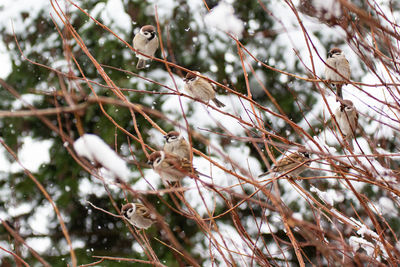 Low angle view of birds perching on tree