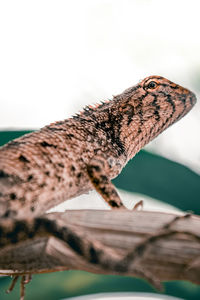 Close-up of lizard on wood