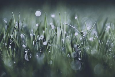 Close-up of wet plants on field during rainy season