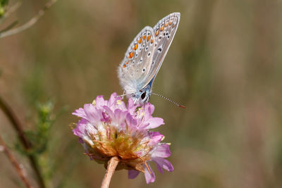 Close-up of butterfly pollinating on purple flower