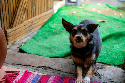 Black grumpy looking dog lying at door step.