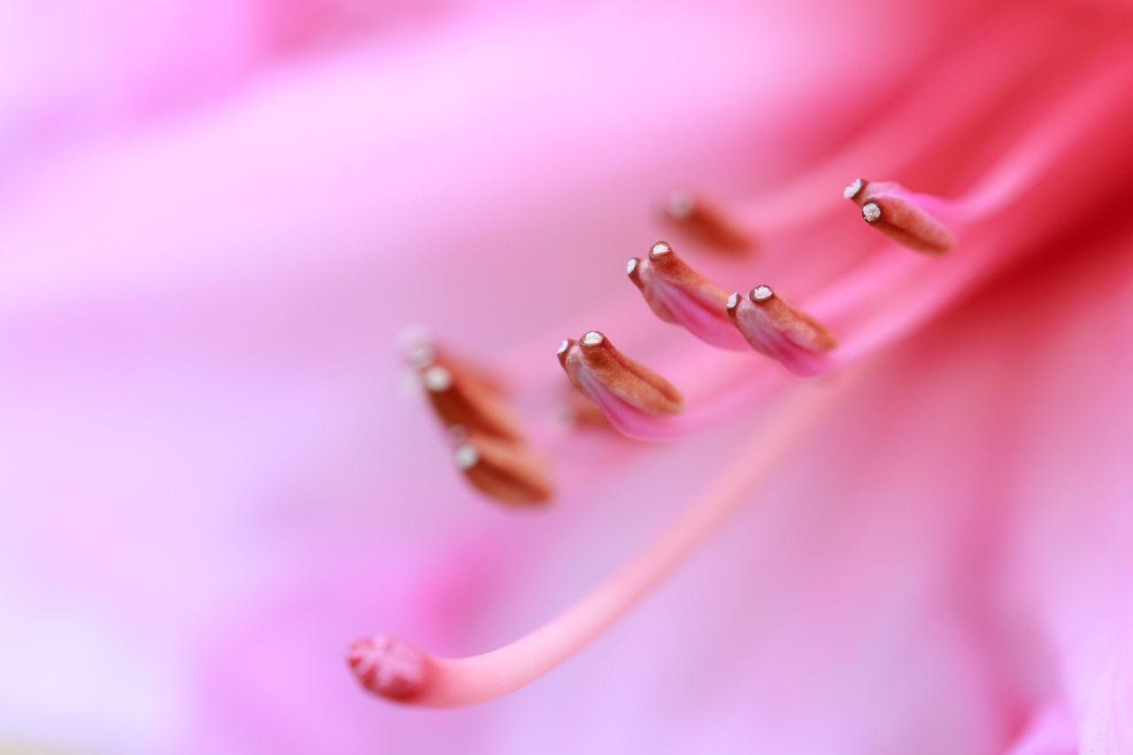 CLOSE-UP OF PINK ROSE FLOWER