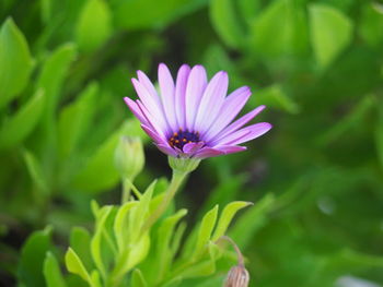 Close-up of pink flower