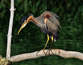 Bird perching on tree