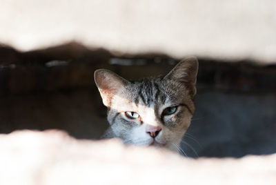 Close-up portrait of a cat