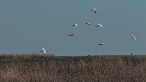 Birds flying over a field