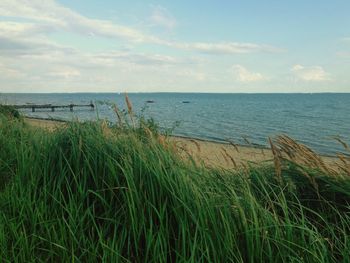 Grass growing by sea against sky