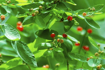 Close-up of berries on plant