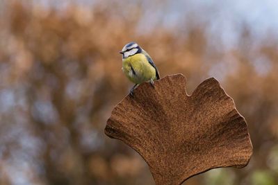 Close-up of bird perching on tree against sky