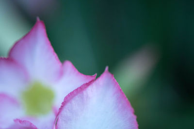 Close-up of pink rose flower